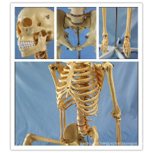170cm Human Skeleton Anatomical Plastic Model